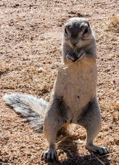 Écureuil terrestre de Namibie en Afrique