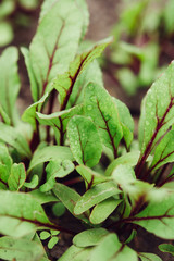 Beetroot leaves macro photography soft focus. Blurred backdrop for organic farm site, restaurant, healthy food blog.