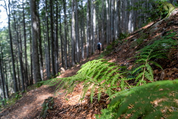 Schwarzwald im Hochsommer