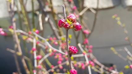 Dog rose bushes with red berries hanging from plant branches