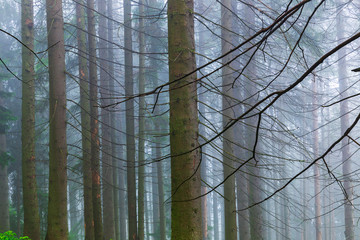 Misty coniferous forest in the Tartar Mountains