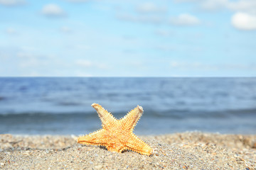 Obraz na płótnie Canvas Beautiful starfish on sand near sea, space for text. Beach object