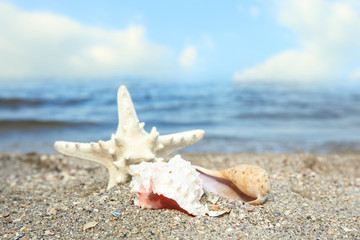 Beautiful shells and starfish on sand near sea, space for text. Beach objects