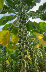 Sprouts. Polder Netherlands. Agriculture. Vegetables