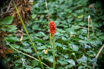 Lords and lady plant or cuckoo pint seed head