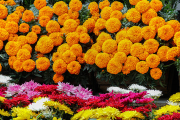 Flores de cempazuchitl frescas. Flor de día de muertos. Flor mexicana para día de muertos.