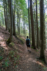 Obraz premium Schwarzwald im Hochsommer