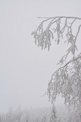 tree branches covered with snow