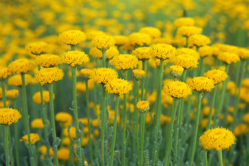 Fototapeta premium Helichrysum flowers on green nature blurred background. Yellow flowers for herbalism in meadow in Europe. Medicinal herb.