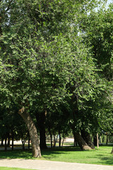 Summer park with trees, green grass and tile tracks. Sunny weather