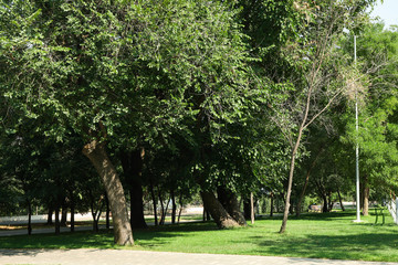 Summer park with trees, green grass and tile tracks. Sunny weather