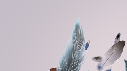 Soft silky feathers isolated with copy space for text and advertisement