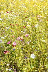 Glade with many wildflowers. Summer day and forest glade in the sun.