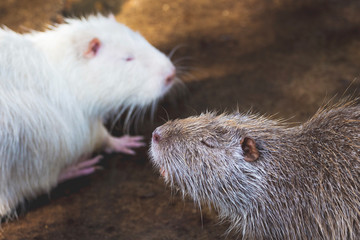 Gray and white nutria opposite each other. Breeding nutrias on the farm_