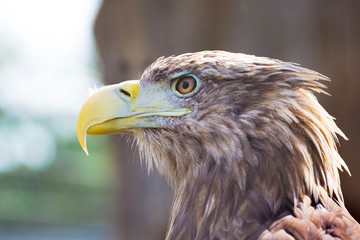 The eagle's head is in profile in bright sunlight_