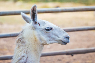 White llama head in profile at zoo on fence background_