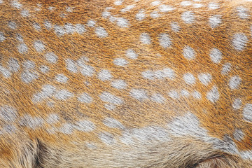 Spotted deer fur as background for design_