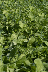 Green manure. Agriculture