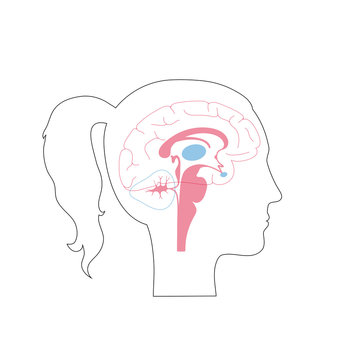 Vector illustration of woman brain anatomy 