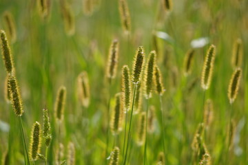 Selective soft focus on closeup green grass, reeds with yellow dry autumn stalks, blowing in the wind at golden sunset light, translucent top of the flower. on a blurred field background.