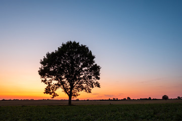 Fototapeta na wymiar Silhouette of lonely Tree on a field at sunset in front of clear sky, Schleswig-Holstein