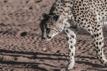 Guépard en Namibie, Afrique