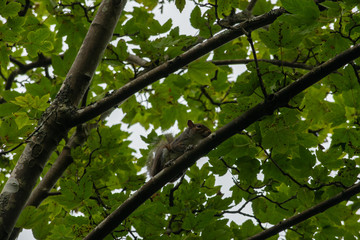 Fototapeta premium Grey Squirrel in a tree in Cornwall