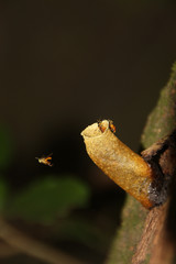 Wild bees in a tree in Costa Rica