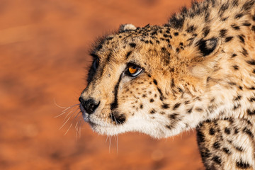 Guépard en Namibie, Afrique