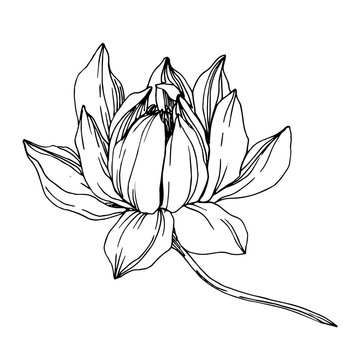 recommend clip art: Vector Lotus floral botanical flowers. Black and white engraved ink art. Isolated lotus illustration element.