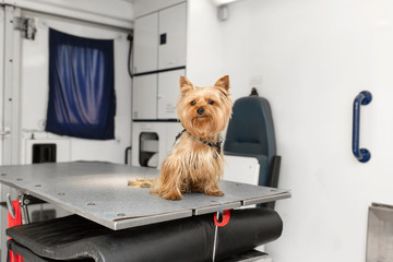 Little fun doggy yorkshire terrier posing on manipulation table inside pet ambulance car....