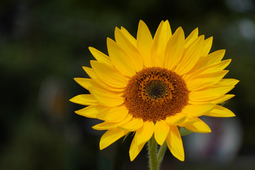 decorative sunflower flowers in sunlight, a flower with a dark middle and yellow petals. bright harbinger of autumn on a blurred background with copy space