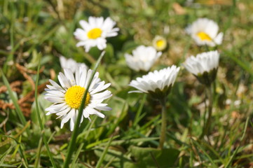stokrotki © Karol
