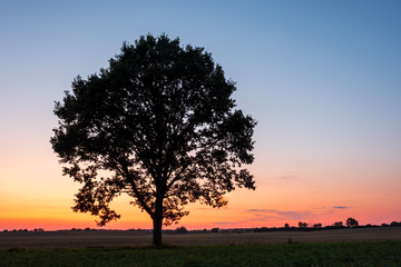 Fototapeta na wymiar Silhouette of single Tree on a field at sunset in front of clear sky, Schleswig-Holstein