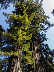 Coastal Redwood Reaching for the Sky