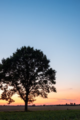 Obraz premium Silhouette of Tree on a field at sunset in front of clear sky, Schleswig-Holstein