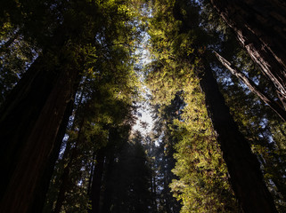 Sun Shining through Redwoods
