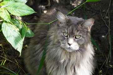 Naklejka na ściany i meble Cat Maine Coon grey with green eyes sitting in the bushes, looking for prey. The light refracted in the leaves falls on the cat.