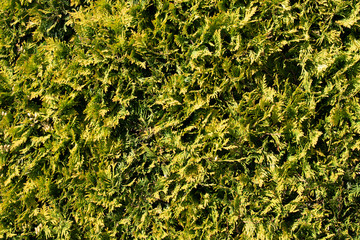 background of green leaves