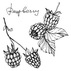 Vector Raspberry healthy food fresh berry isolated element. Black and white engraved ink art.