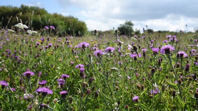 champs de fleurs sauvages
