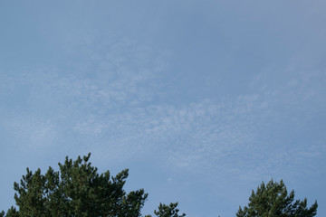 Fototapeta premium tree and blue sky