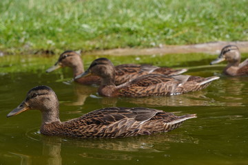 a flock of gray ducks floating on green water for food,