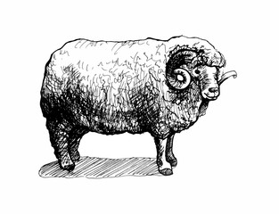 Ram. Line drawing