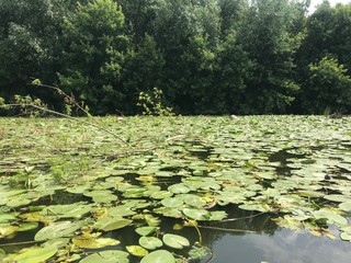 pond with water lilies