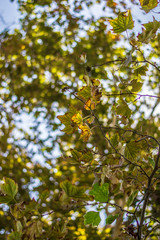 Hojas de árbol en otoño