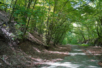 road in the forest