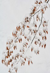 A branch with wilted leaves covered with snow