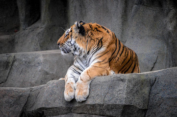Tiger resting on a rock.