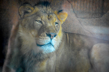 Naklejka premium portrait of a lion